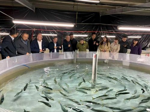 鮐人工馴養(yǎng)與工廠化繁育技術(shù)通過(guò)專(zhuān)家驗(yàn)收，水產(chǎn)養(yǎng)殖迎重大突破
