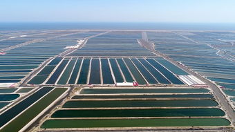 樂(lè)亭 海產(chǎn)品養(yǎng)殖產(chǎn)業(yè)的蓬勃發(fā)展與未來(lái)展望