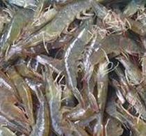 家水產養殖 家庭水產養殖的全面指南