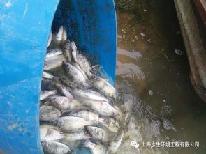 水生態(tài)修復(fù)與水產(chǎn)養(yǎng)殖的交融未來(lái) 構(gòu)建綠色可持續(xù)的水產(chǎn)新業(yè)態(tài)