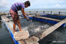 水產(chǎn)乳酸菌 現(xiàn)代水產(chǎn)養(yǎng)殖業(yè)的綠色增效利器